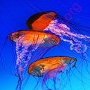 jellyfish (Oops! image not found)